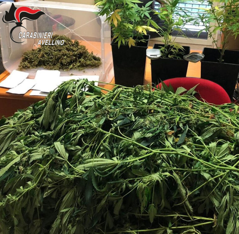 Coltiva cannabis in un terreno di Cervinara: arrestato 37enne