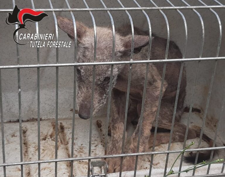 Si era perso nei boschi di Montella: soccorso e salvato cucciolo di lupo
