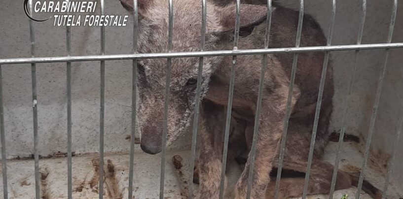 Si era perso nei boschi di Montella: soccorso e salvato cucciolo di lupo