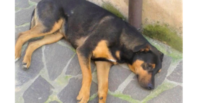 Smarrito Zeus, il cane di famiglia: l’appello per ritrovarlo