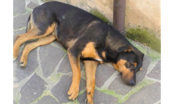 Smarrito Zeus, il cane di famiglia: l’appello per ritrovarlo