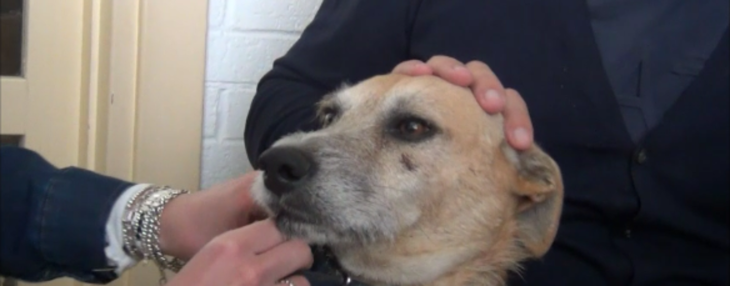 Katia Ricciarelli e il cane Pippo Bau: lo ha salvato e affidato all’irpina Enrica Musto, vincitrice di tu si que vales/VIDEO