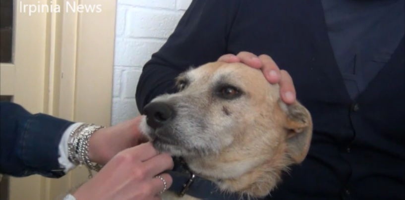 Katia Ricciarelli e il cane Pippo Bau: lo ha salvato e affidato all’irpina Enrica Musto, vincitrice di tu si que vales/VIDEO