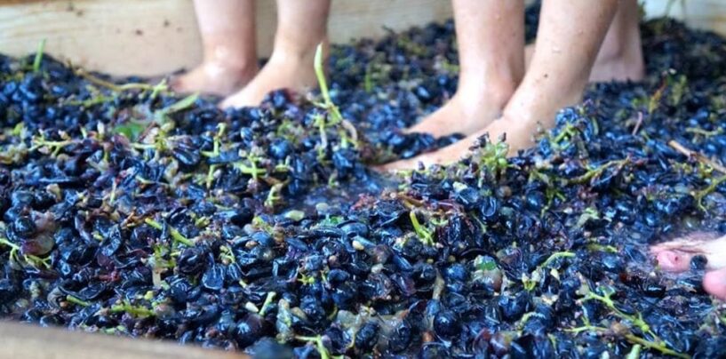Cantastorie e laboratorio d’arte per festeggiare la vendemmia: a Lapio ecco “La corona di Bacco”