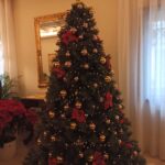albero nel palazzo vescovile