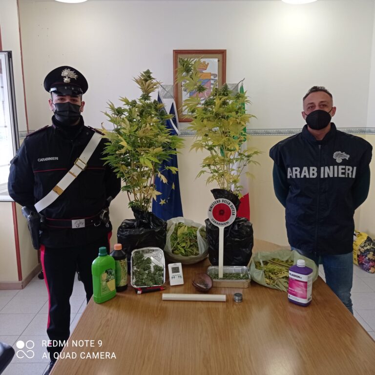 Benevento, mansarda trasformata in serra per coltivazione cannabis: arrestato 40enne