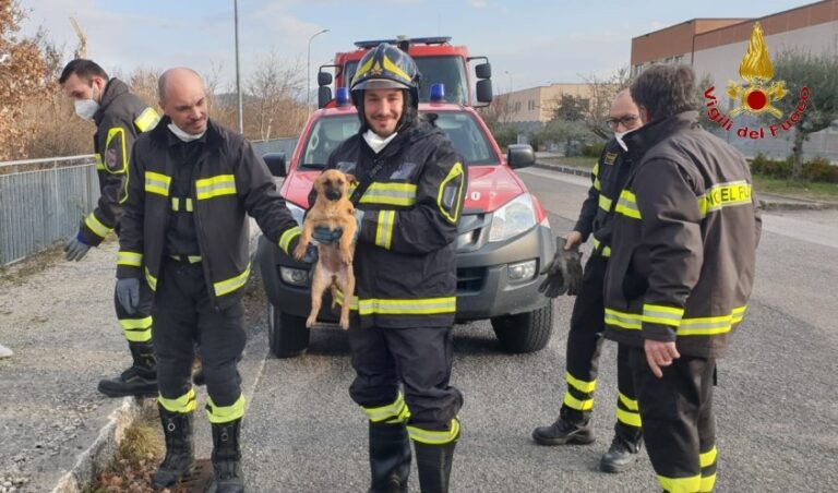 Cade in un canale di scolo: cagnolino salvato dai caschi rossi