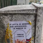 mimose 2