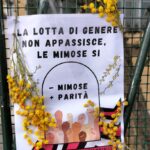 mimose 3