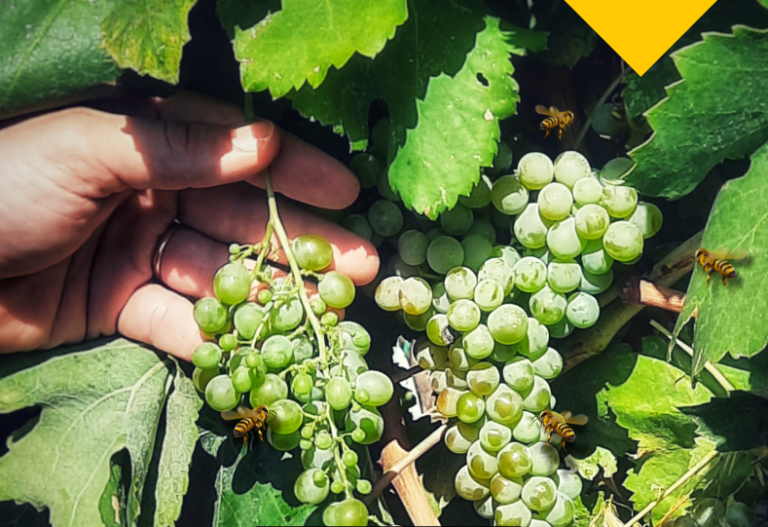 Lapio, il nobile lavoro delle api in vigna. Mercoledì la presentazione dei primi risultati