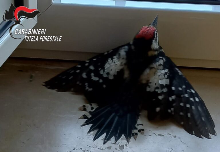 Montella, “picchio rosso maggiore” salvato dai Carabinieri Forestali