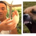 pitbull