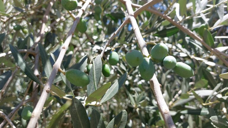 Olivicoltura irpina, l’allarme degli Agronomi: “Produzione in calo per condizioni climatiche”
