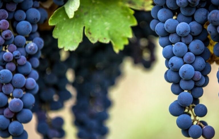 130 conferitori di uva aglianico restano senza committente. Cia Avellino convoca conferenza stampa