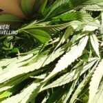 canapa marijuana carabinieri
