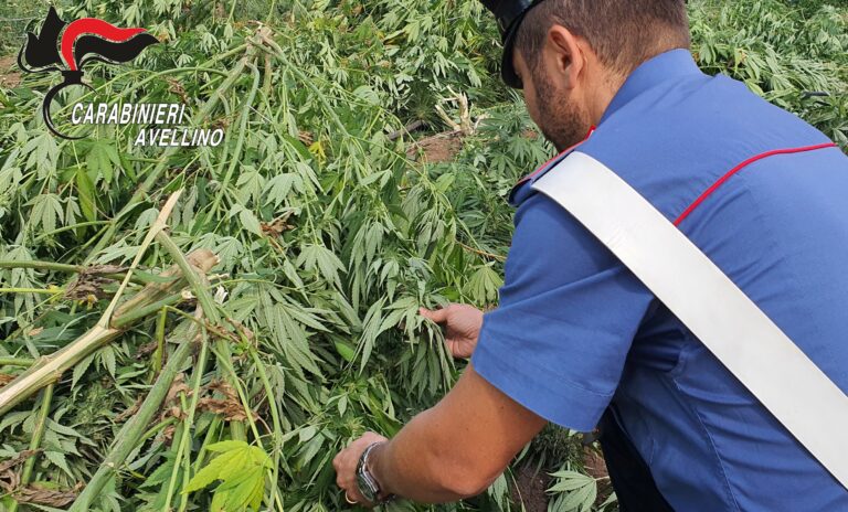 Maxi piantagione di canapa nelle campagne di Montemiletto, il Riesame attenua la misura cautelare