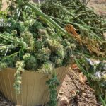canapa marijuana