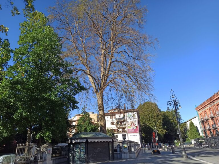 “Fa più male del solito questo taglio”. Platano monumentale, parla Legambiente
