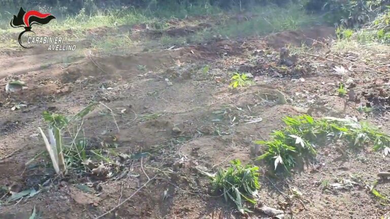 VIDEO-FOTO/ Imponente piantagione di canapa scoperta nelle campagne di Montemiletto: il blitz nei dettagli