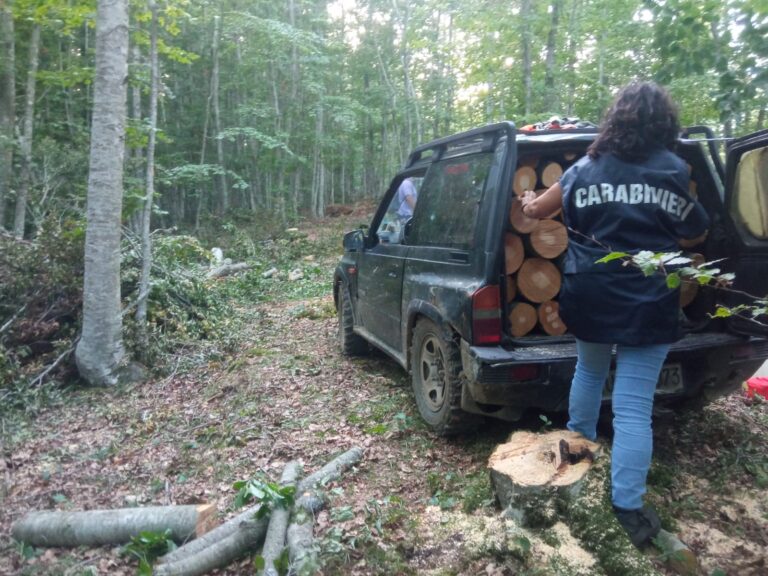 Furto di legna nel parco Regionale del Matese: arrestato anche il terzo uomo