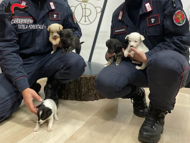 Cuccioli di cane abbandonati a Lacedonia, salvati dai Carabinieri Forestale