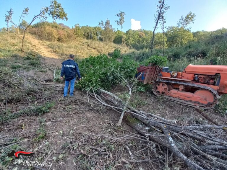 Furto di legna, arrestato in flagranza di reato