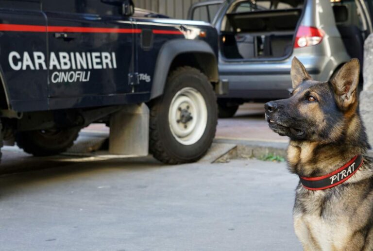 Il cane Neo rintraccia la droga: arrestata 31enne