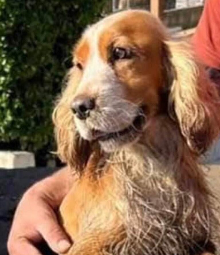 Montemiletto, si cerca Whisky. I proprietari offrono ricompensa a chi lo riporta a casa