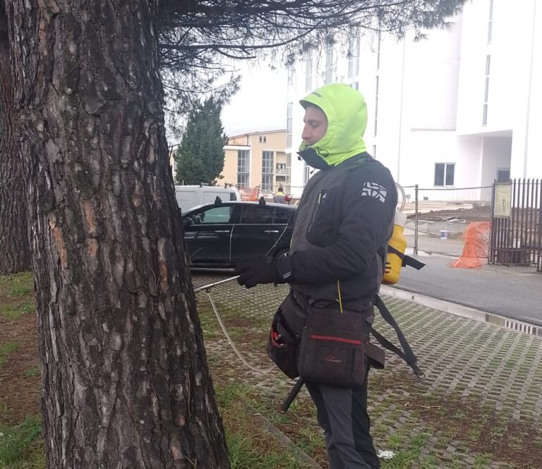 FOTO / Comune al lavoro per “curare” gli alberi malati