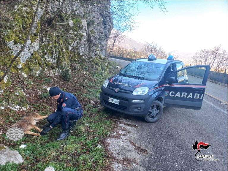 Giovane lupo ucciso a colpi di carabina