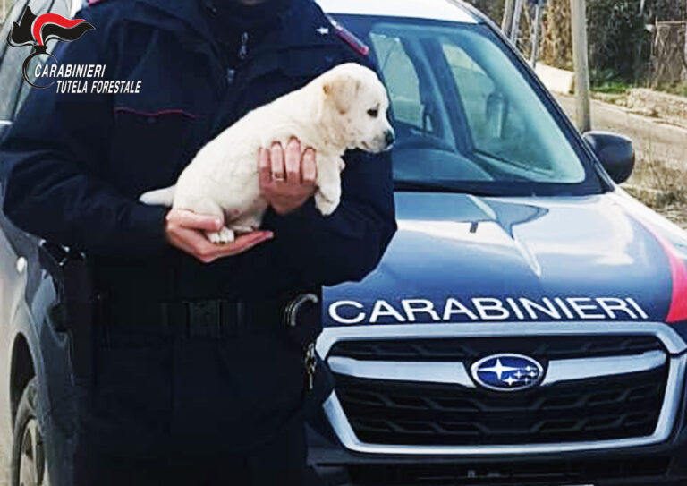 Aquilonia: carabinieri salvano cucciolo di cane