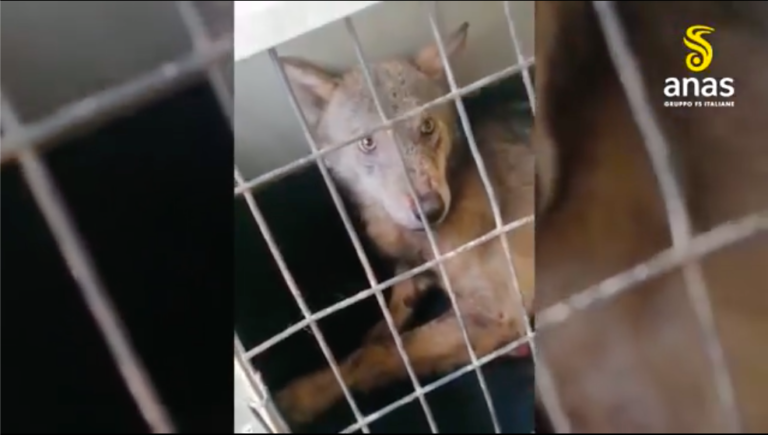 Lioni, ritrovato e salvato lupo ferito di circa due anni