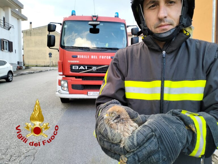 Lacedonia, falchetto ferito: salvato dai Vigili del Fuoco