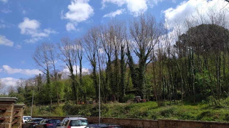 Fenestrelle, motoseghe in azione: giù altri alberi, la “rabbia” di Legambiente