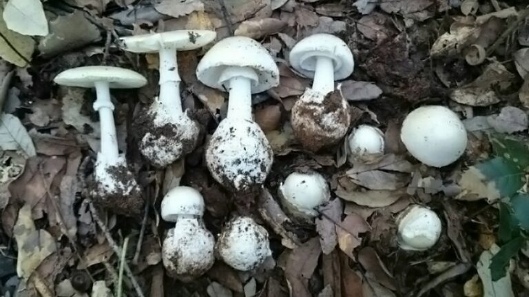 Intossicati da funghi: non erano Prataioli ma Tignosi di Primavera