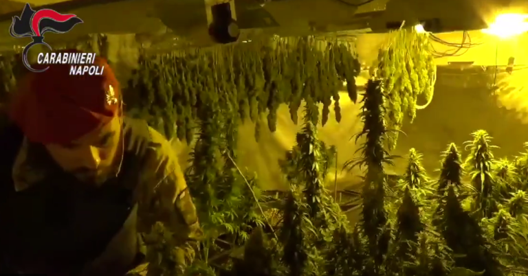 serra_marijuana_Lioni