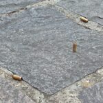 bossoli viale italia