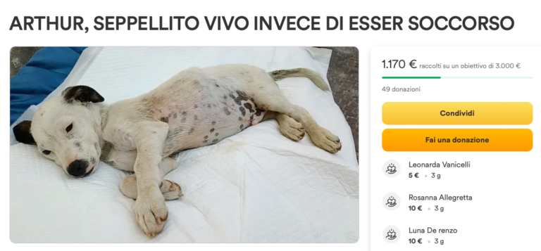 Cucciolo rischiava di essere seppellito vivo. Ora una raccolta fondi per il ricovero