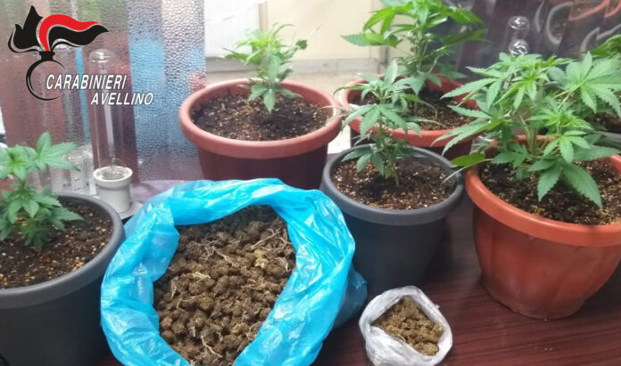 marijuana_cannabis