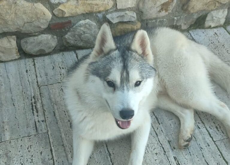 Aron ucciso a colpi di pistola: la denuncia del proprietario