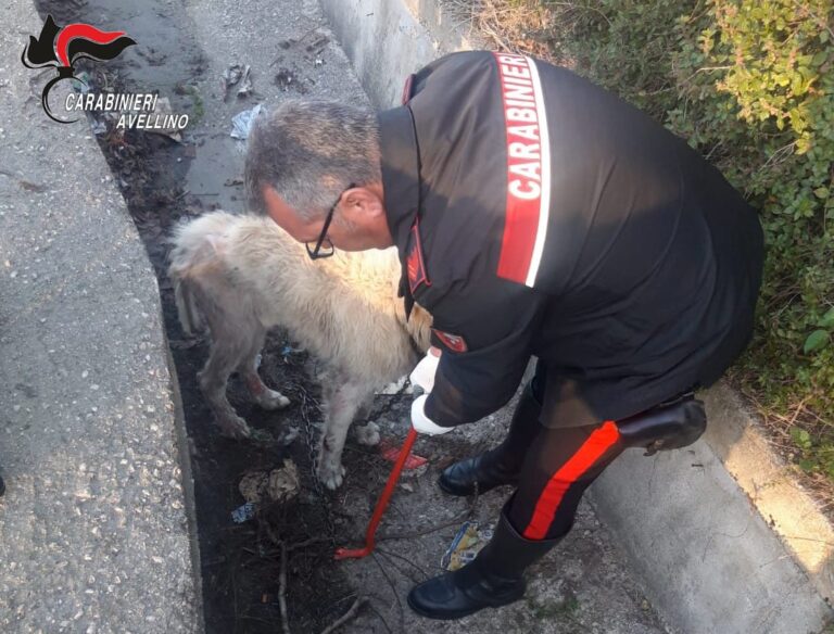 Maremmano_carabinieri