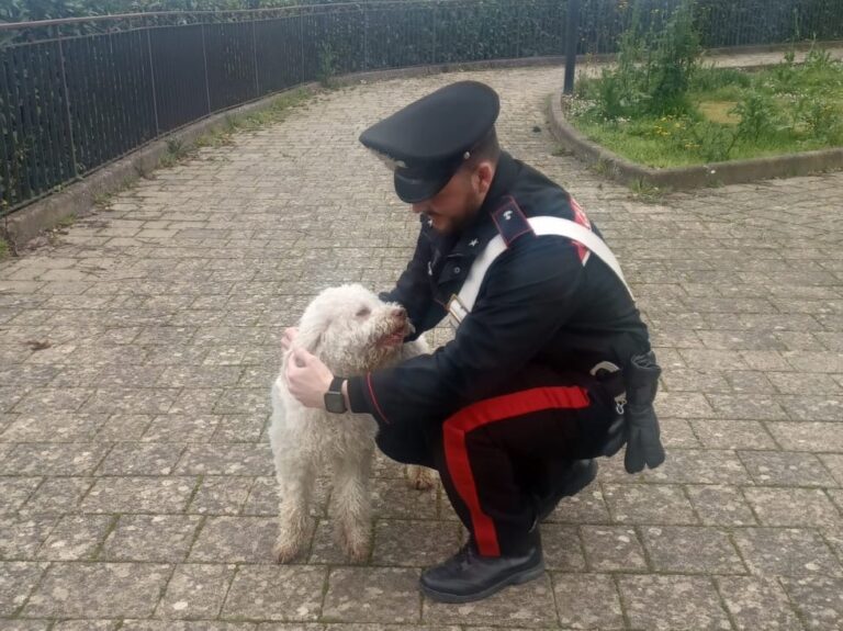 Ritrovato Ciro, il cucciolo di Lagotto Romagnolo rubato la vigilia di Natale