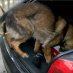 cane antidroga carabinieri