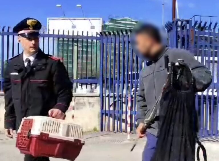 Gattino investito in via Roma trova rifugio e soccorso alla Caserma dei Carabinieri