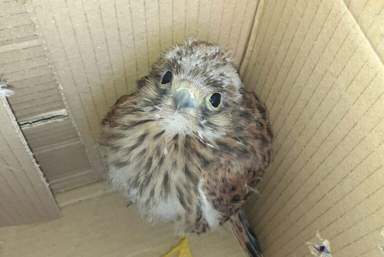 Scopre un cucciolo di “falco” nel suo giardino e lo consegna ai Forestali