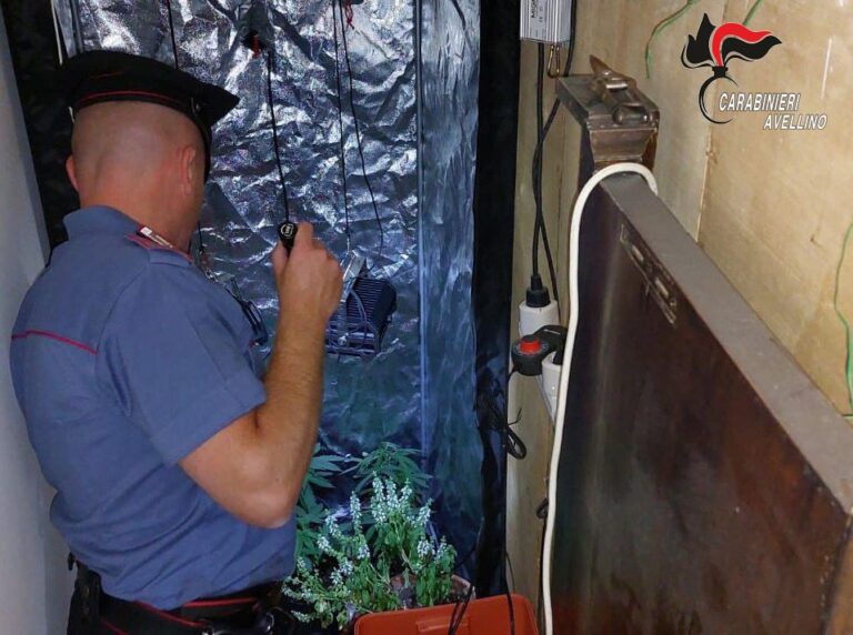 I Carabinieri intervengono per un furto in abitazione e trovano una serra indoor di marijuana
