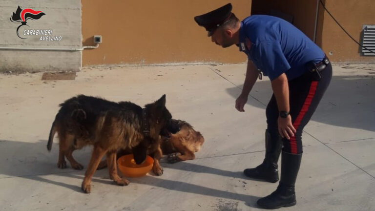 A Mugnano del Cardinale due cani maltrattati e abbandonati, salvati dai Carabinieri