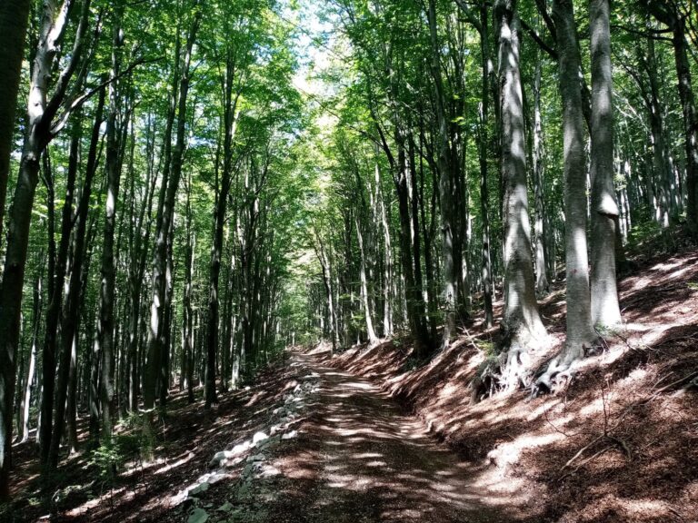Finanziato il progetto AFAI: 10 milioni in Alta Irpinia