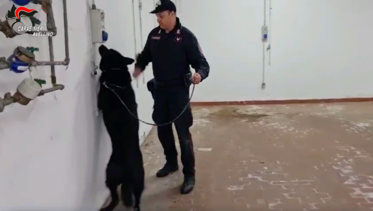 VIDEO/ Elicottero e perquisizioni con cinofili: week-end di intensi controlli dei Carabinieri tra Montemiletto e Valle Ufita