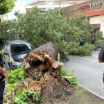 tiglio caduto via tagliamento